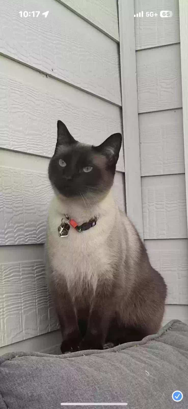 Lost cat in Houston, TX, 77036