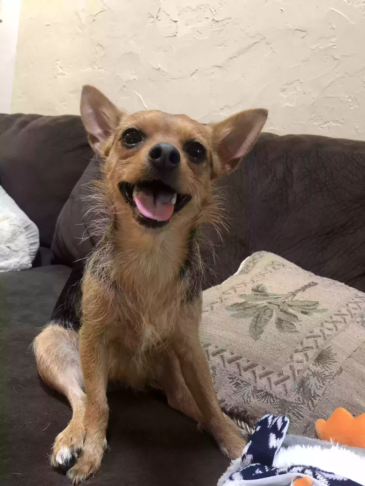 Lost dog in Pensacola, FL, 32504