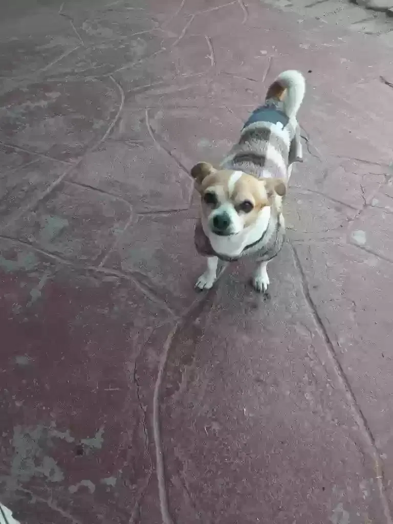 Lost dog in San Diego, CA, 92113