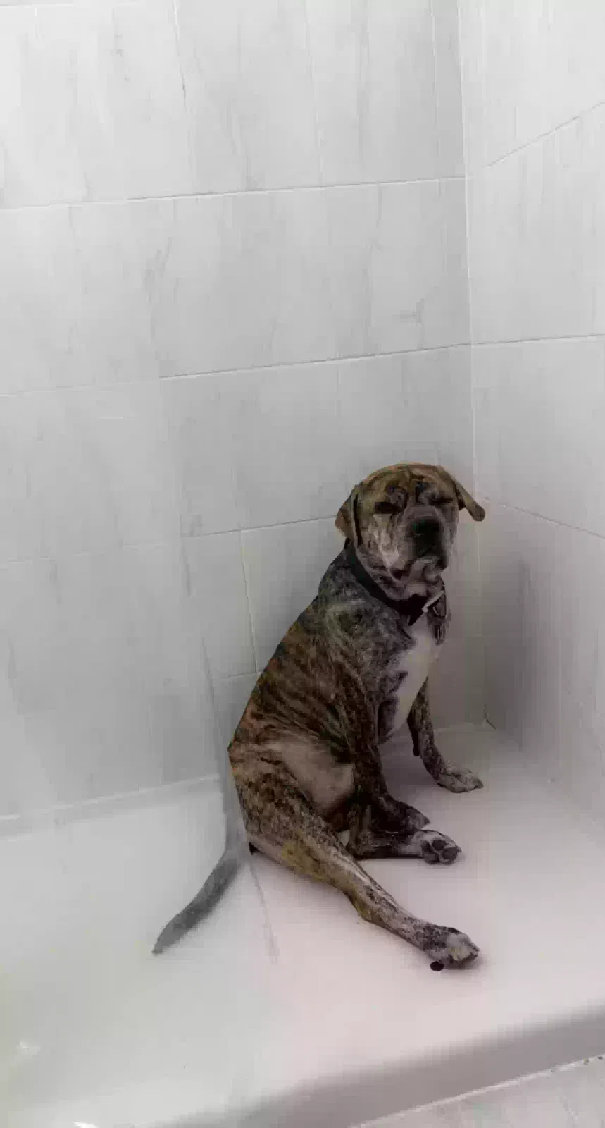 Lost dog in Saint Paul, MN, 55102