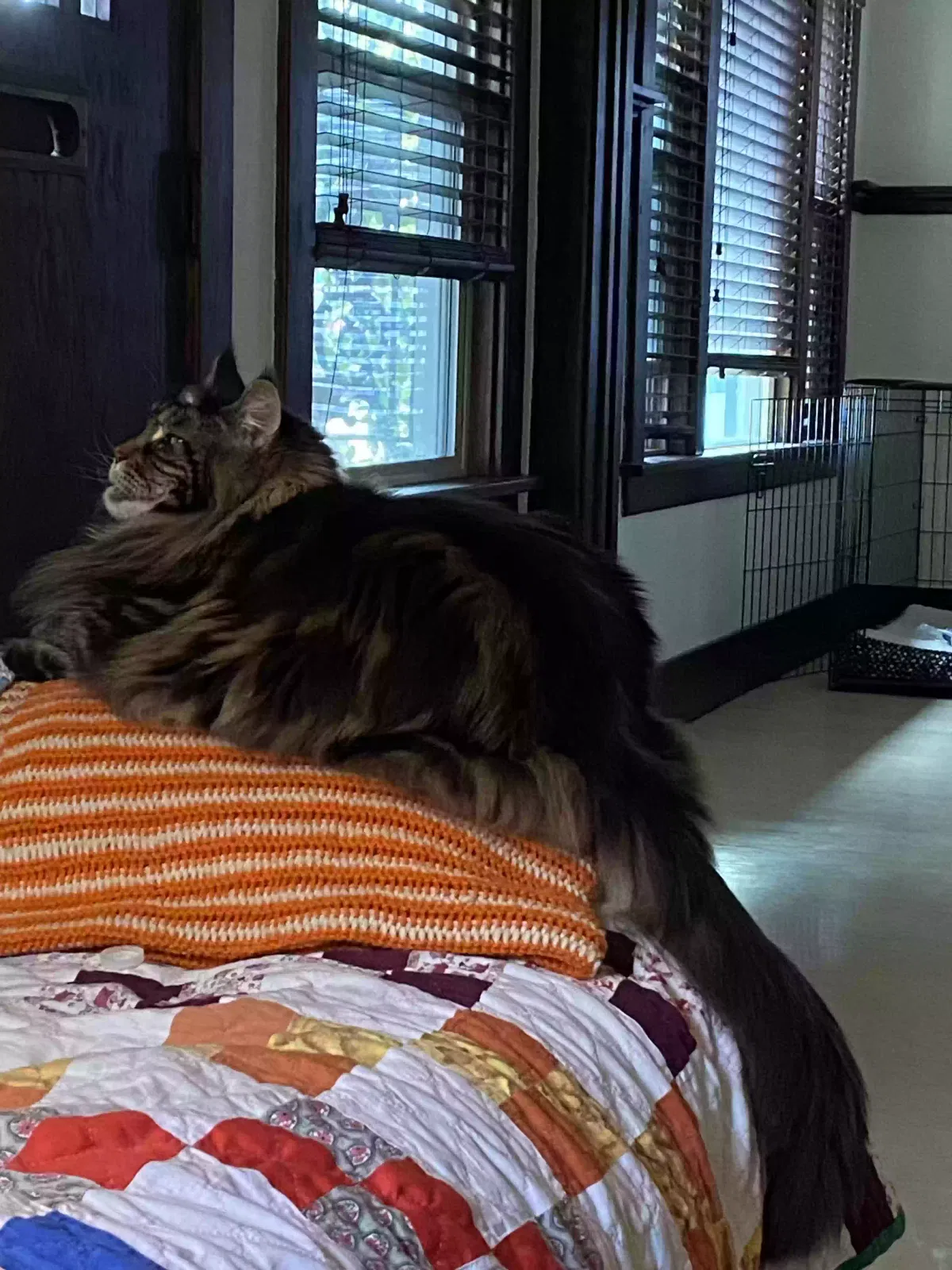 Lost cat in Long Beach, CA, 90802