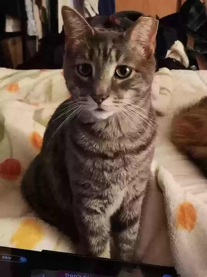 Lost cat in Benton Harbor, MI, 49022