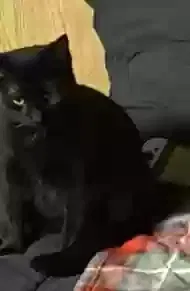 Lost cat in Benton Harbor, MI, 49022