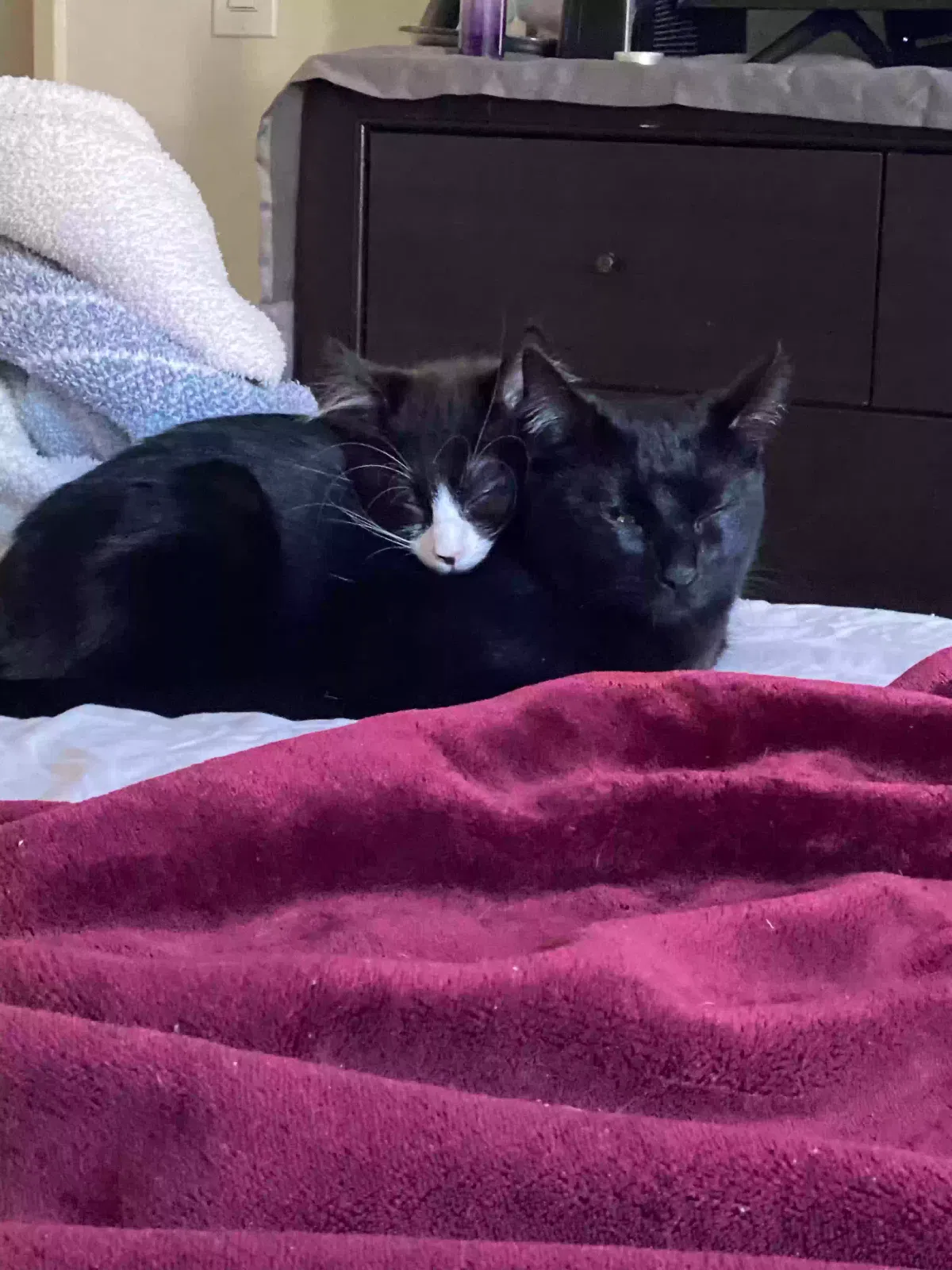 Lost cat in El Cajon, CA, 92020