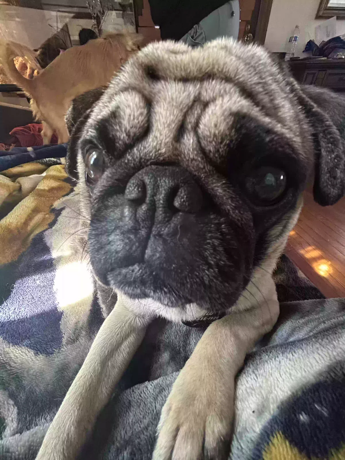 Lost dog in El Cajon, CA, 92021