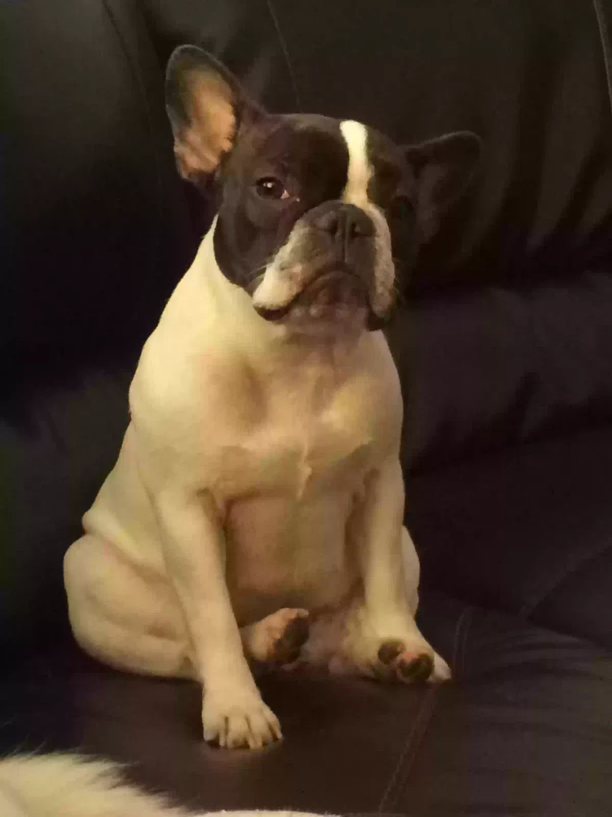 Lost dog in Riverside, CA, 92505