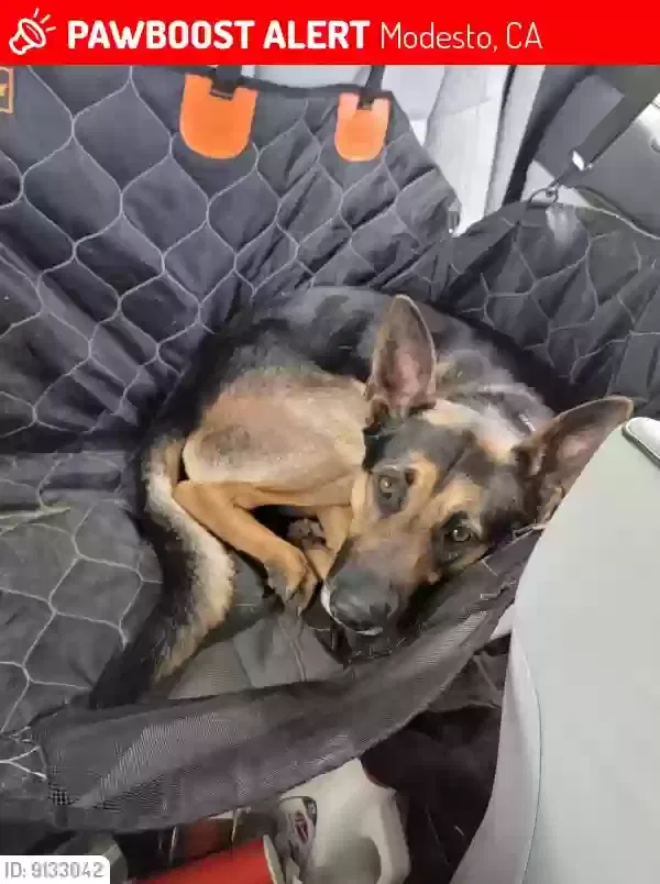 Lost dog in Modesto, CA, 95350