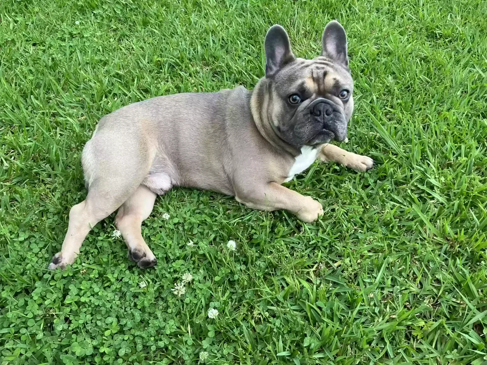 Lost dog in Opelousas, LA, 70570