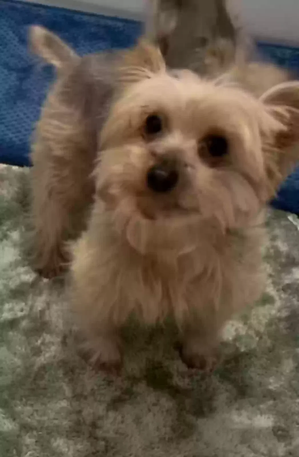 Lost dog in Wilkes Barre, PA, 18702