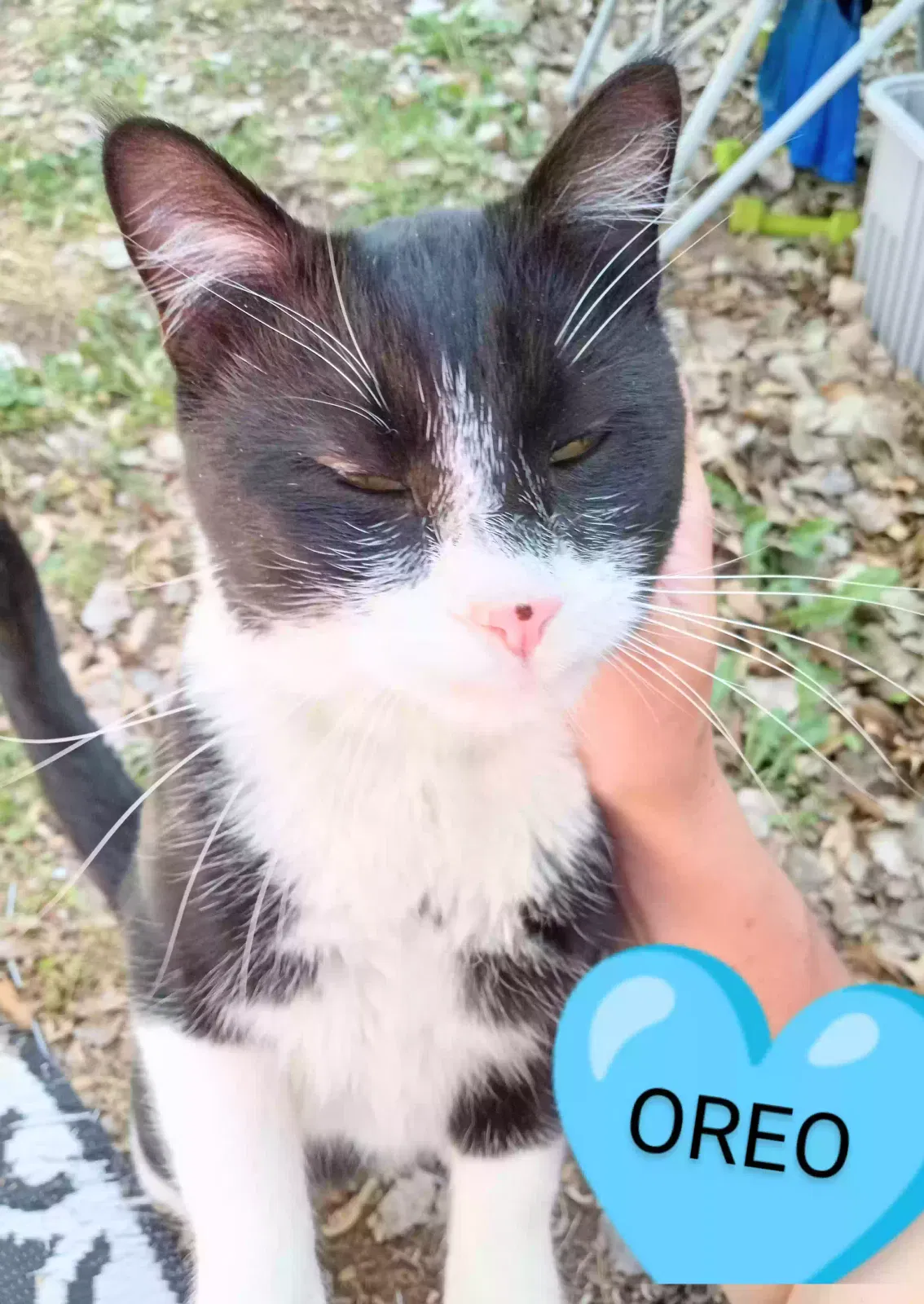 Lost cat in Haysville, KS, 67060