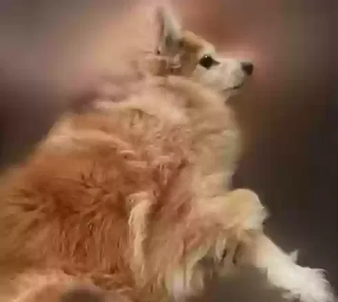 Lost dog in Huntington Park, CA, 90255