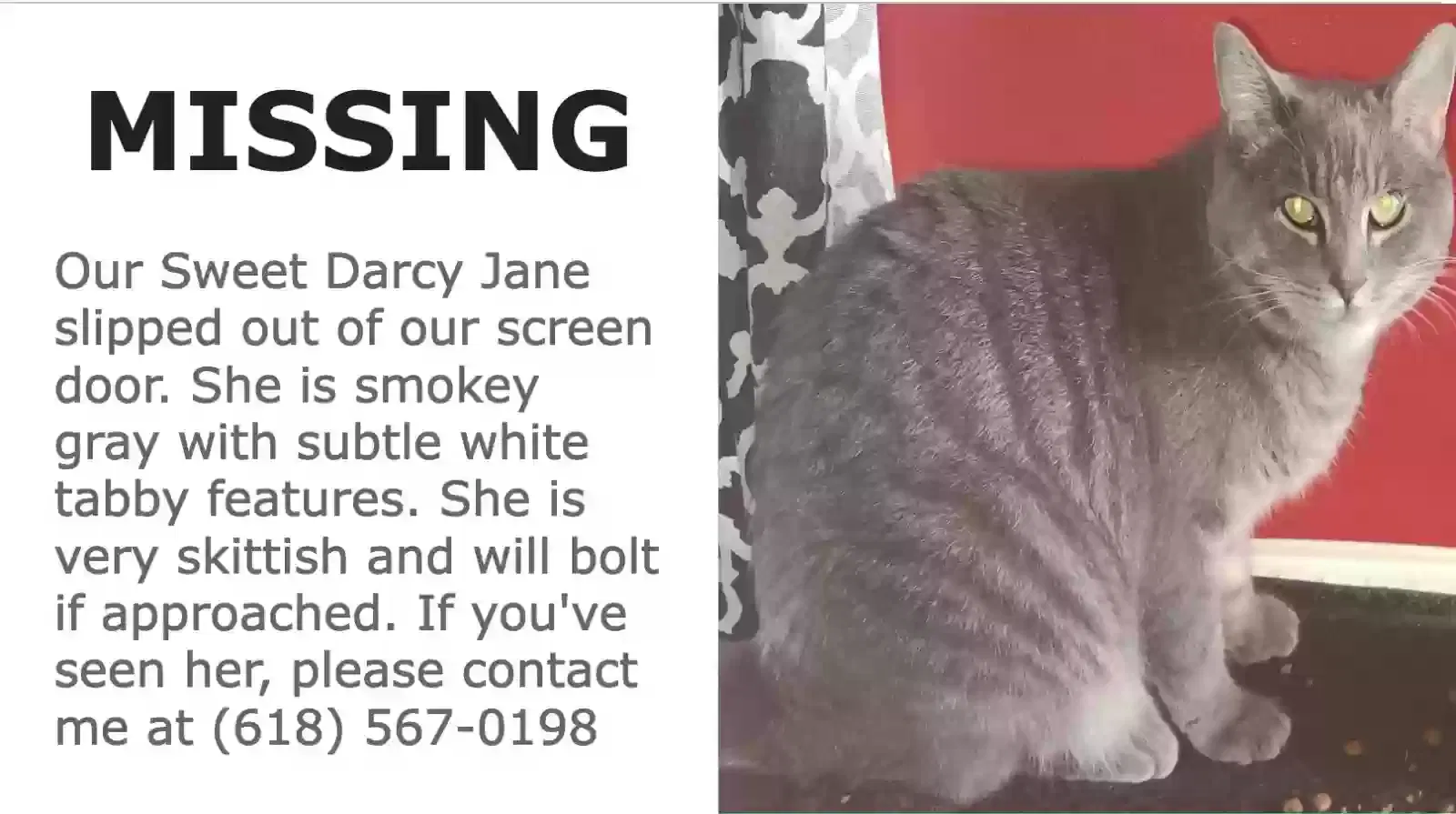 Lost cat in O Fallon, IL, 62269