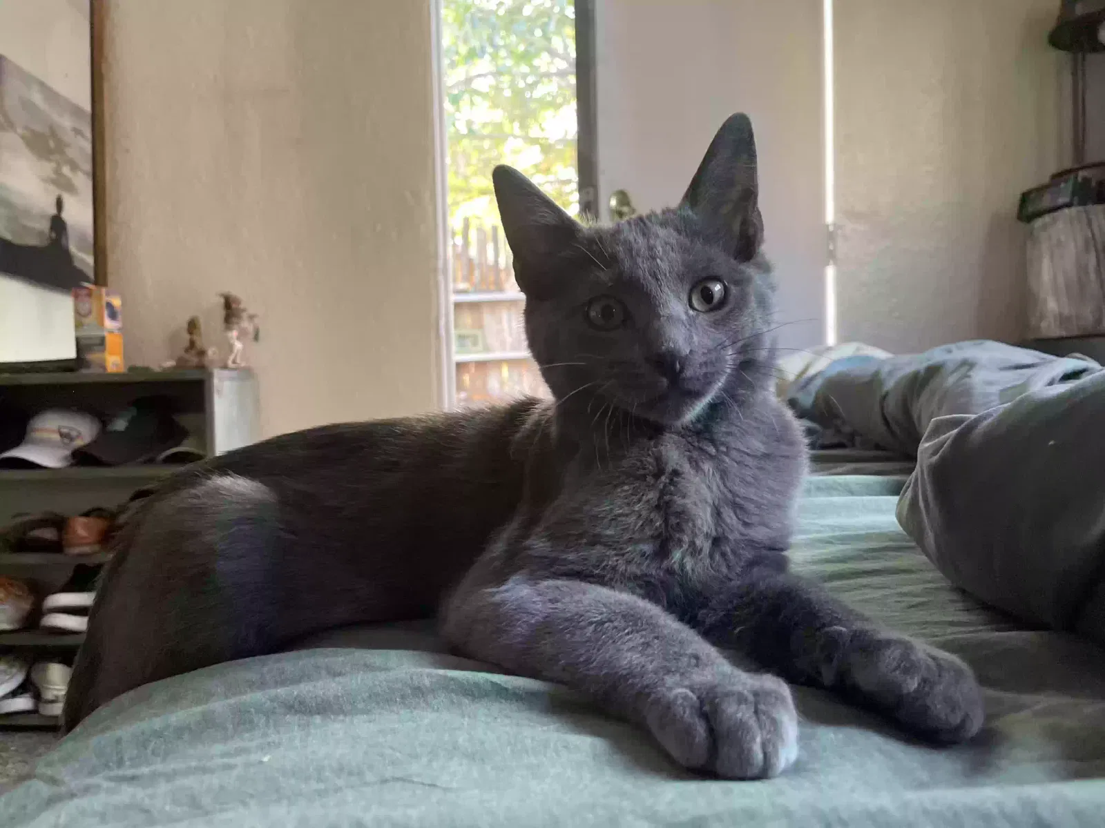 Lost cat in Albuquerque, NM, 87106