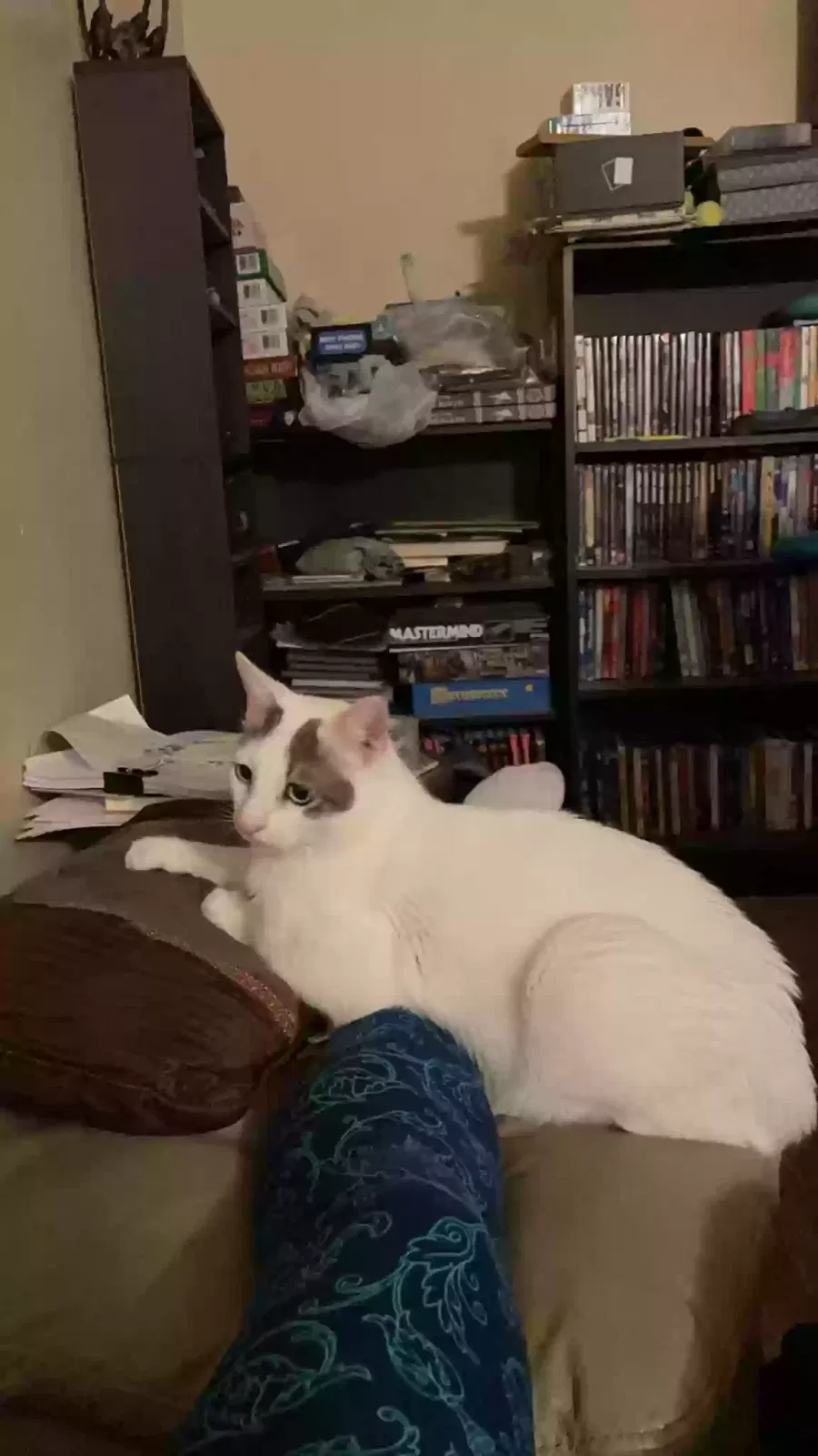 Lost cat in Tucson, AZ, 85748