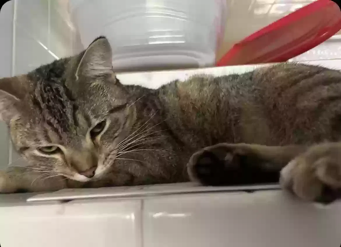 Lost cat in Venice, FL, 34285