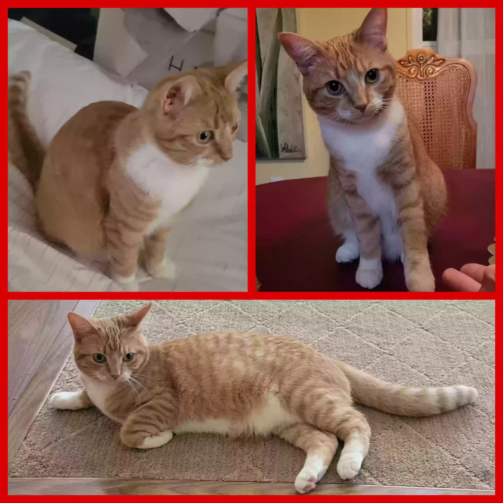 Lost cat in Irvine, CA, 92620