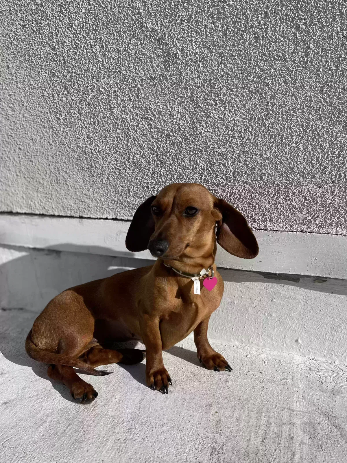 Lost dog in Los Angeles, CA, 90063