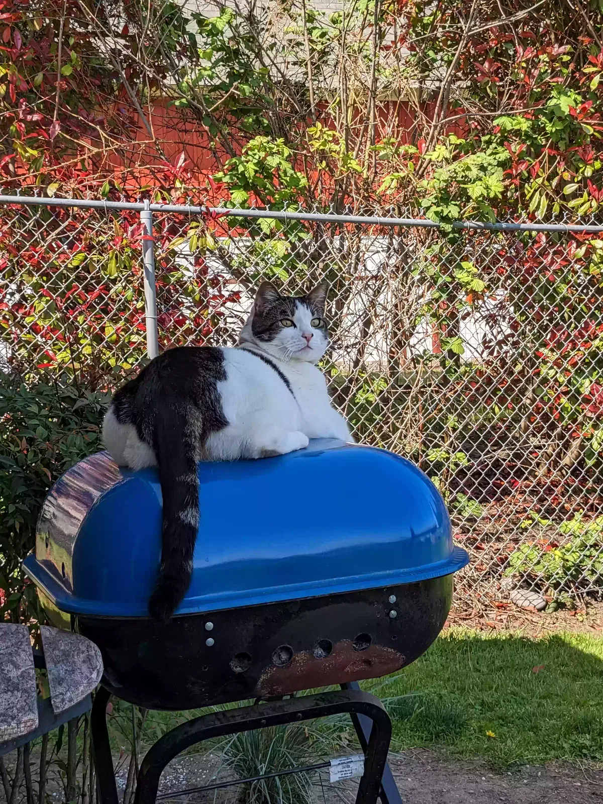 Lost cat in Oak Harbor, WA, 98277