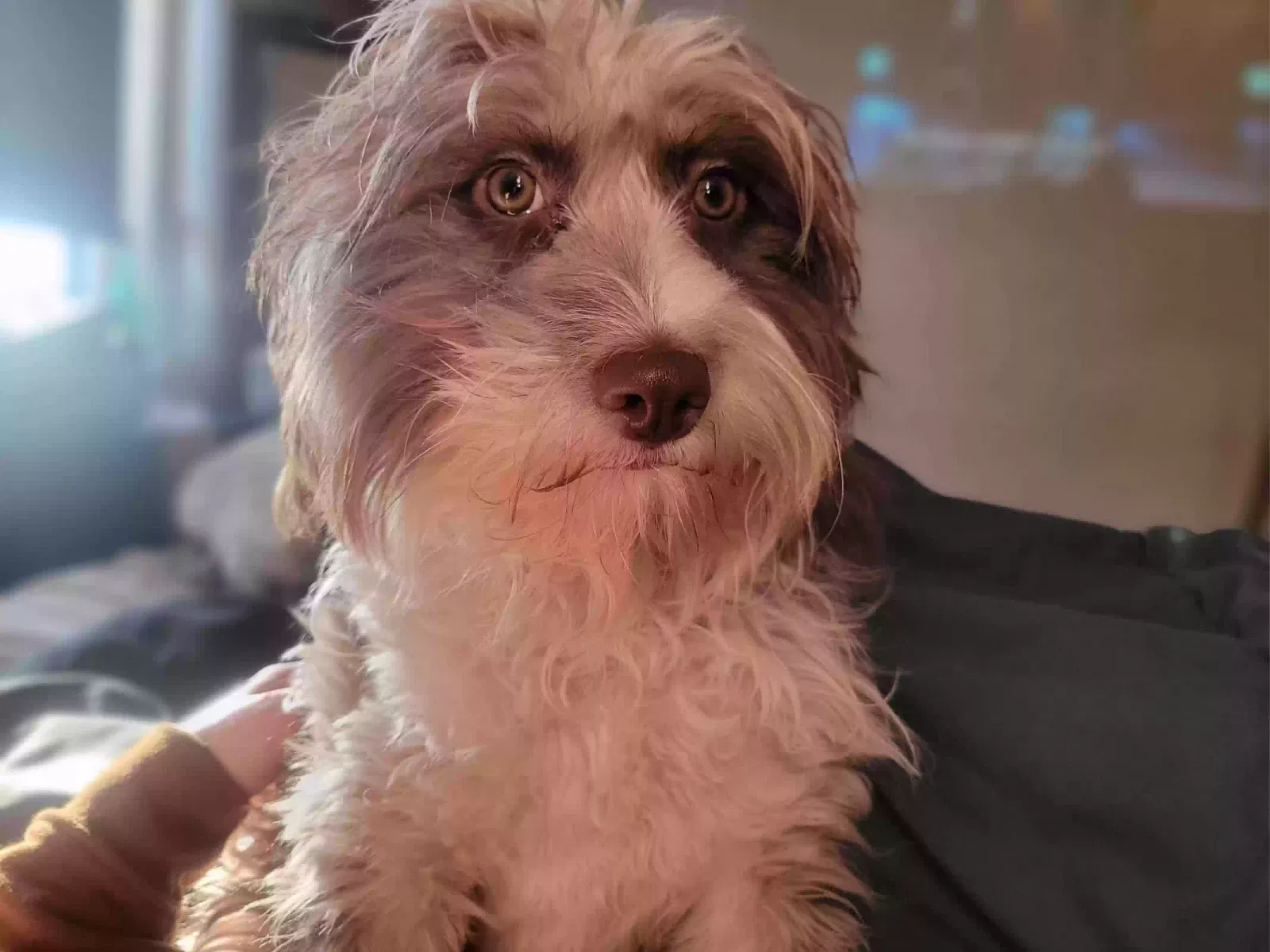 Lost dog in Cincinnati, OH, 45214