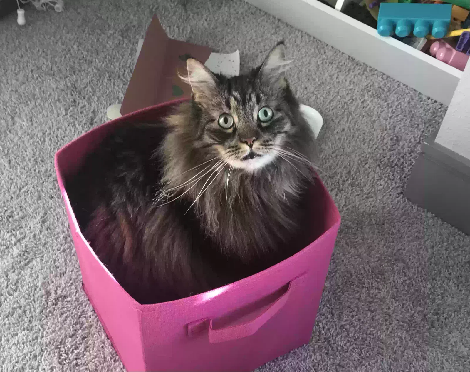 Lost cat in Westminster, CO, 80031