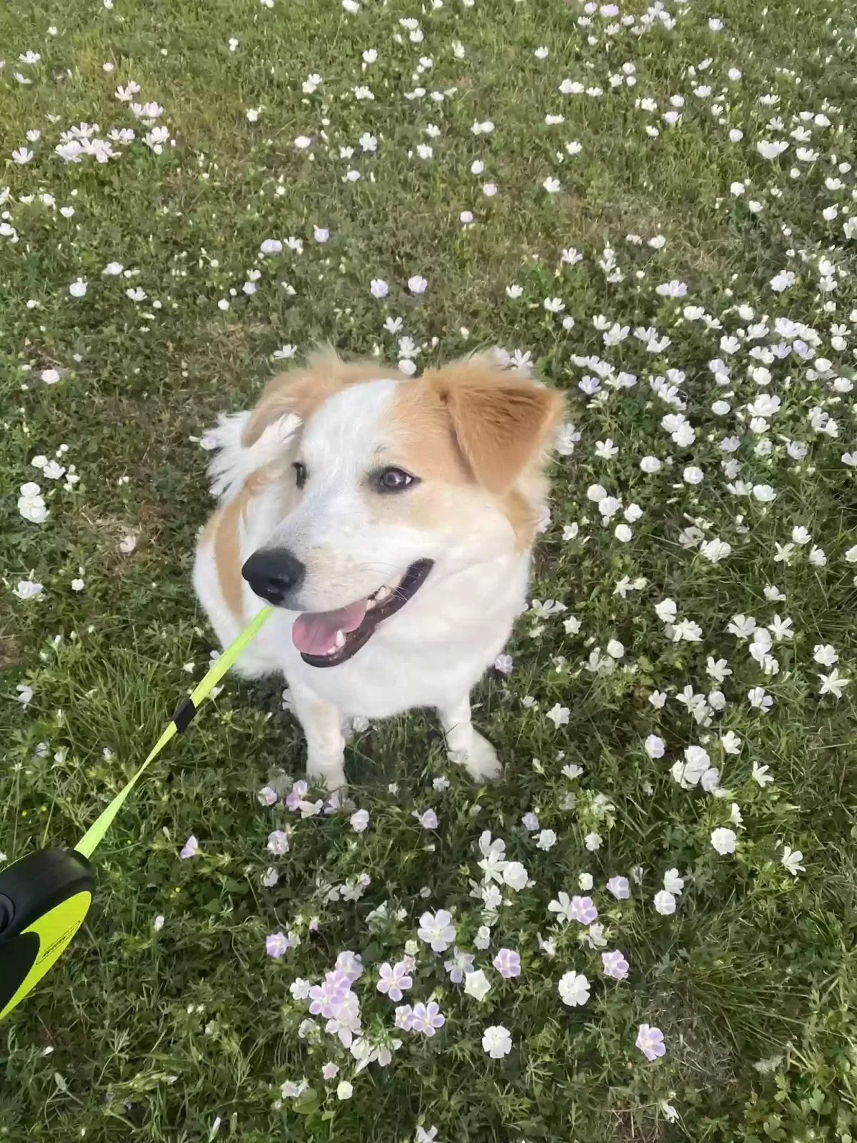 Lost dog in Georgetown, TX, 78626