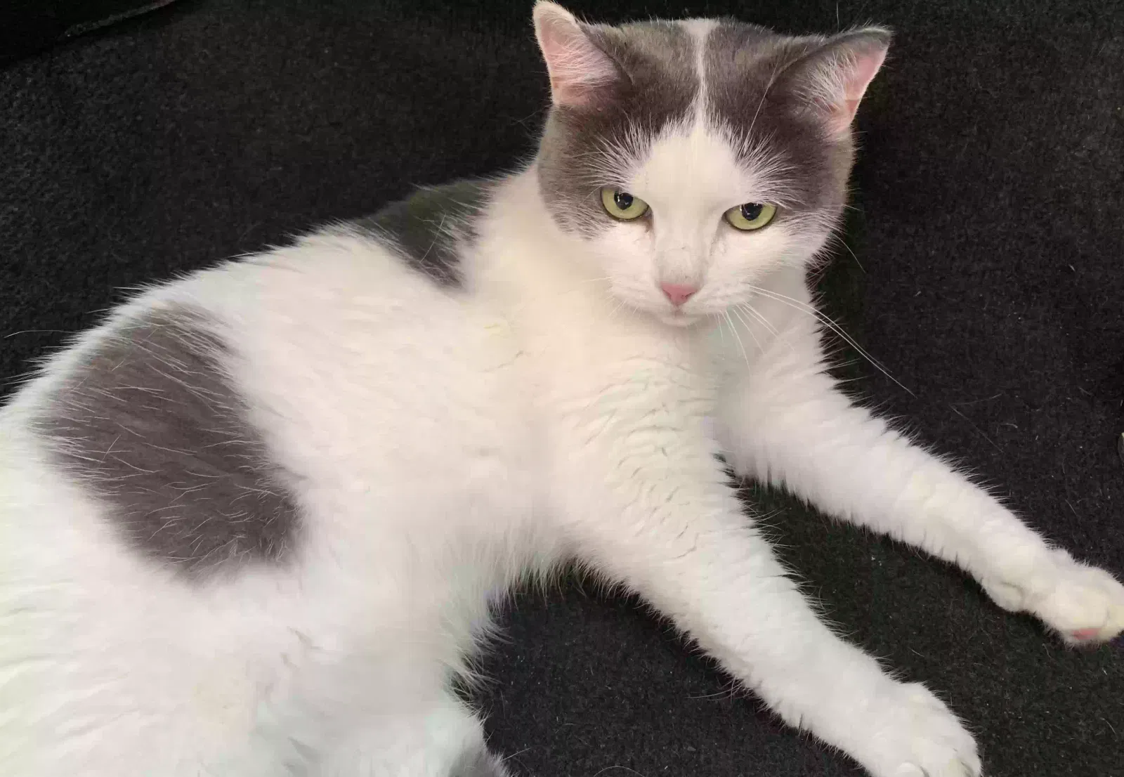 Lost cat in Houston, TX, 77059