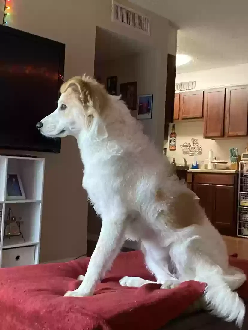 Lost dog in Georgetown, TX, 78626