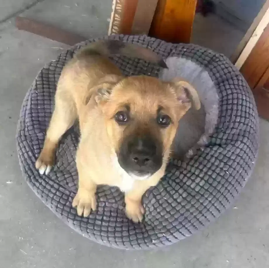 Found dog in Bakersfield, CA, 93306