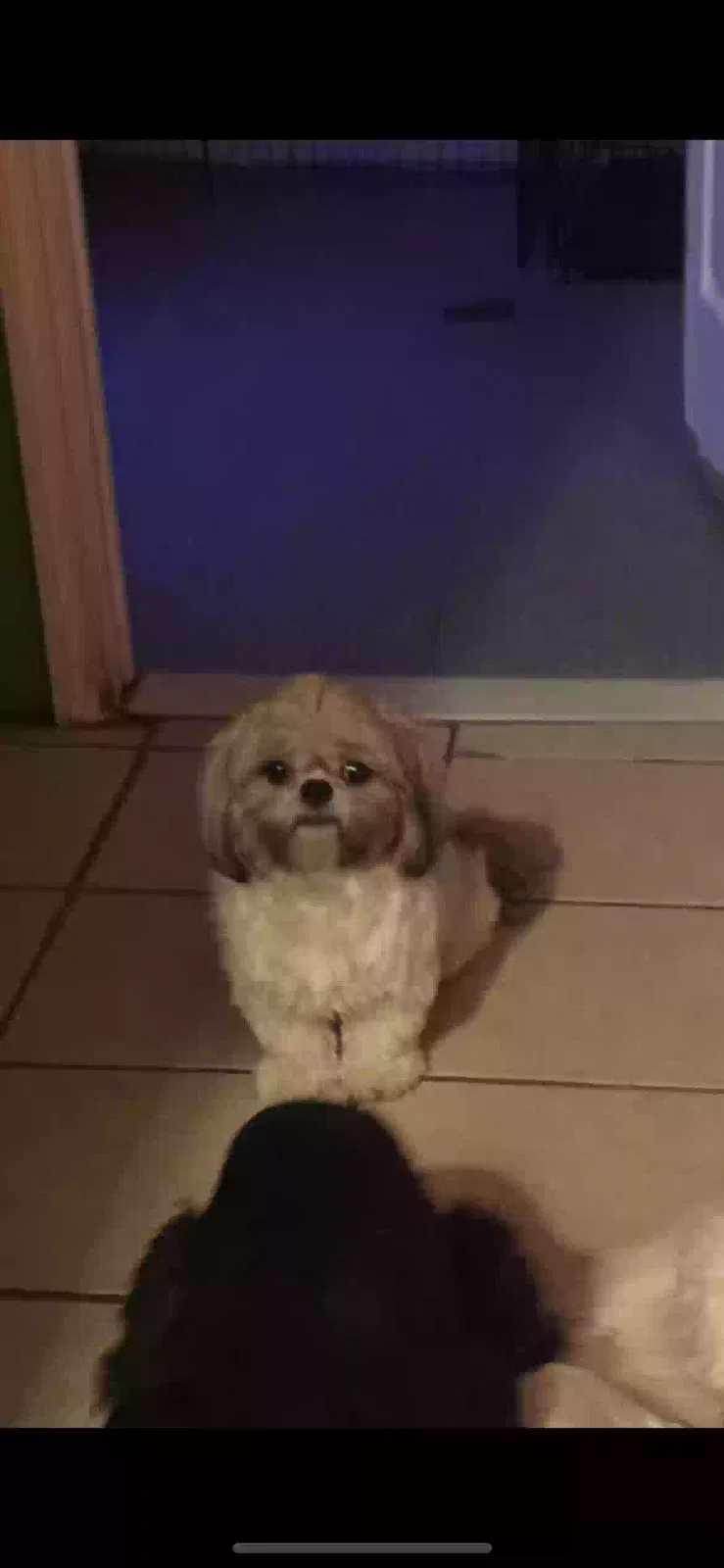 Lost dog in Winston Salem, NC, 27127
