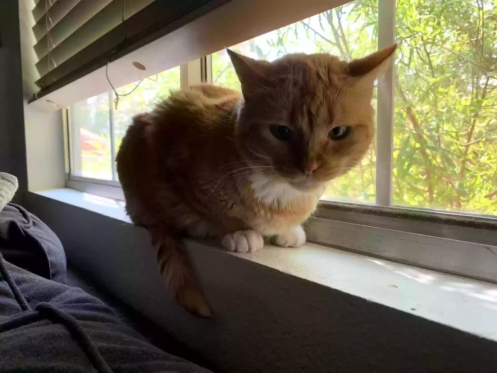 Lost cat in Henderson, NV, 89074