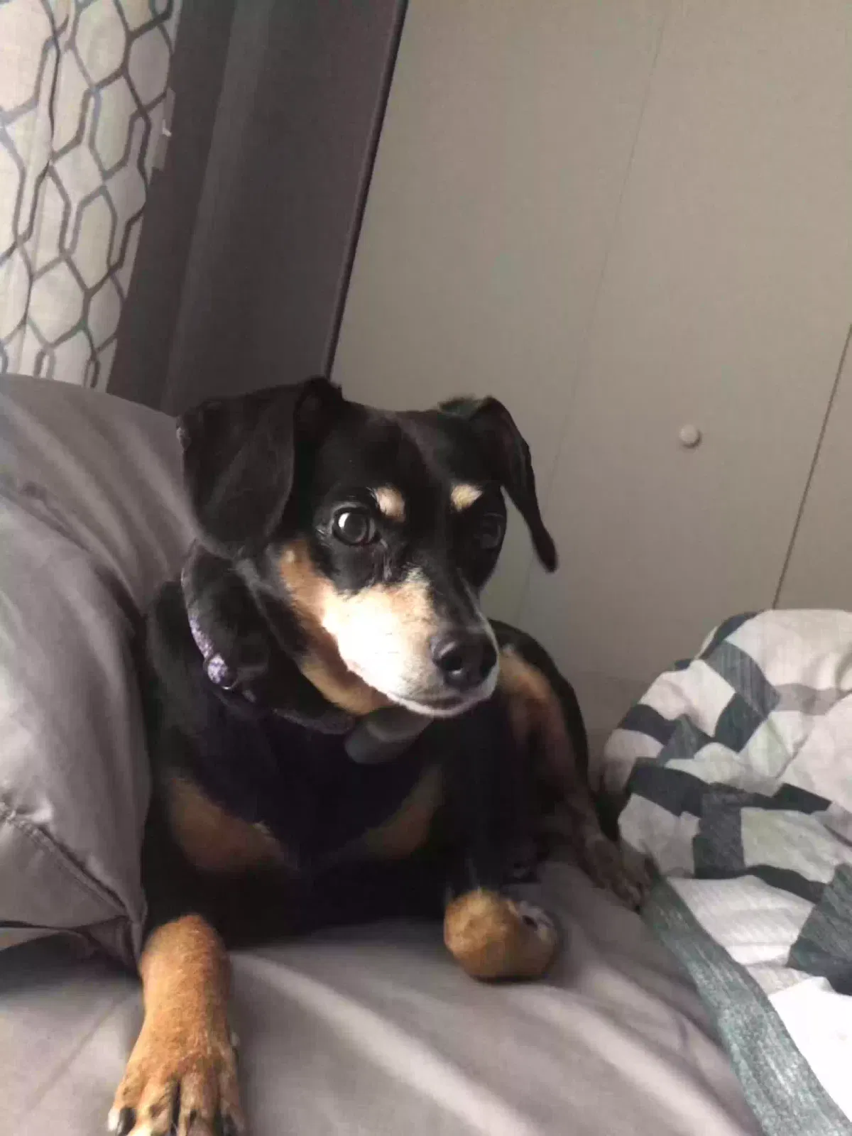 Lost dog in Bitely, MI, 49309