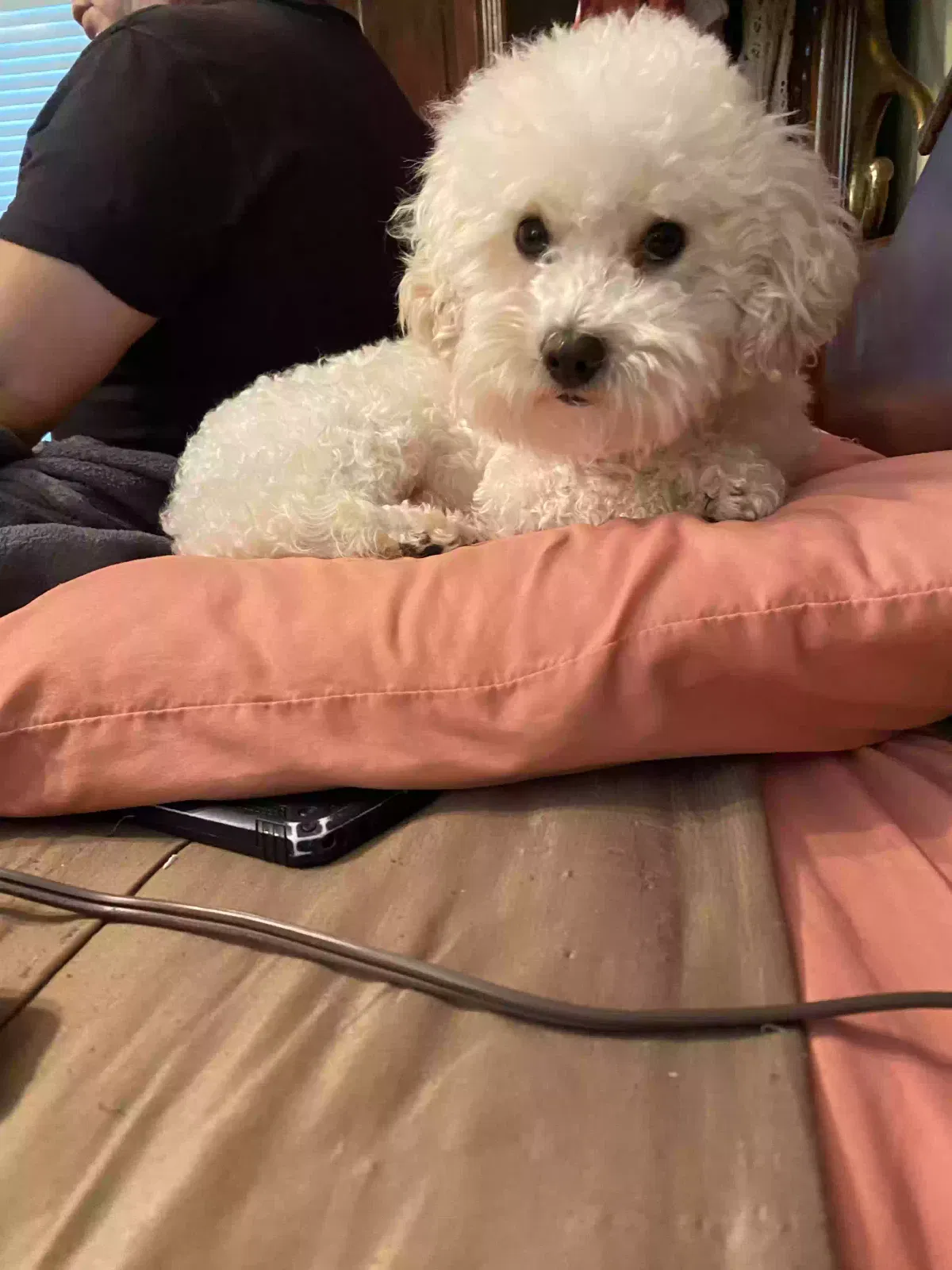 Lost dog in San Antonio, TX, 78210