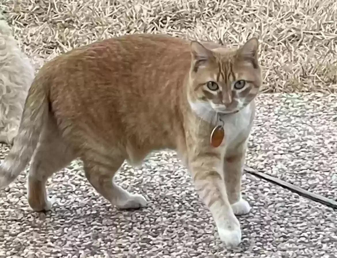Lost cat in Plano, TX, 75023