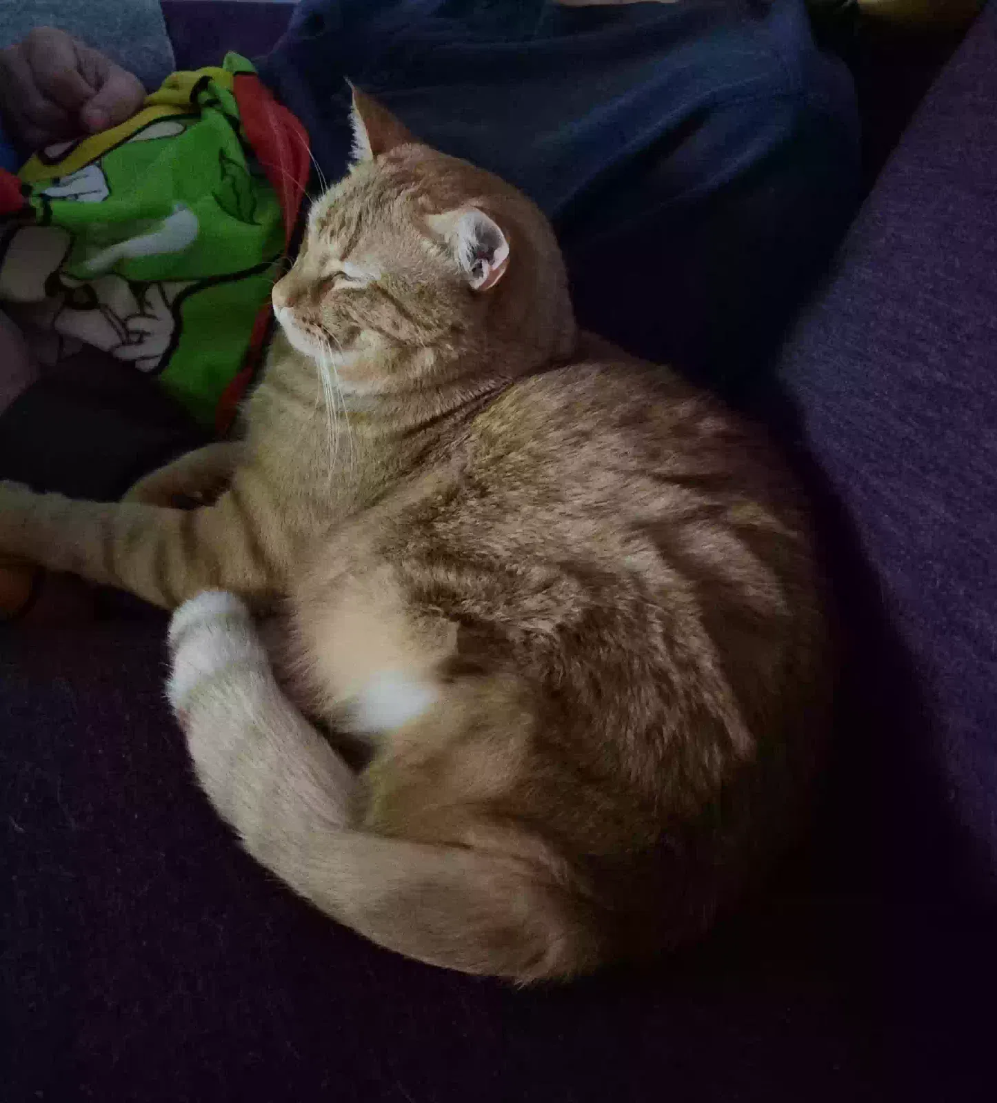 Lost cat in Fort Collins, CO, 80526