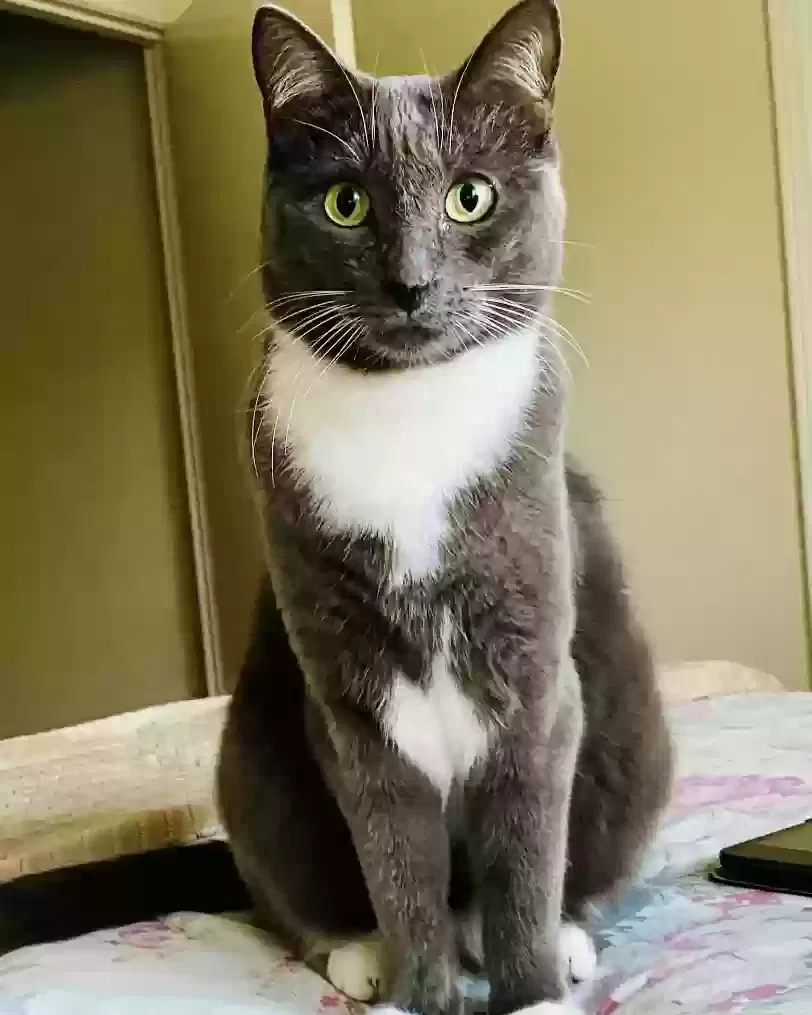 Lost cat in Orange, CA, 92869