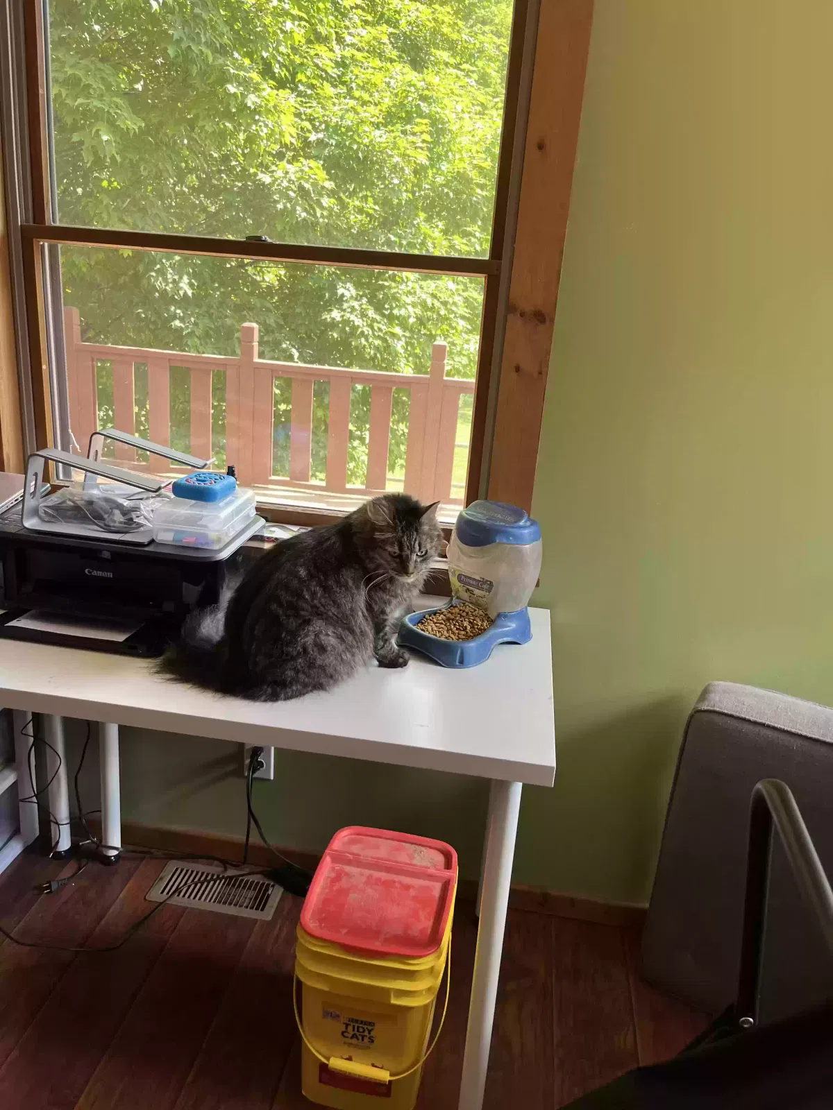 Lost cat in Pataskala, OH, 43062