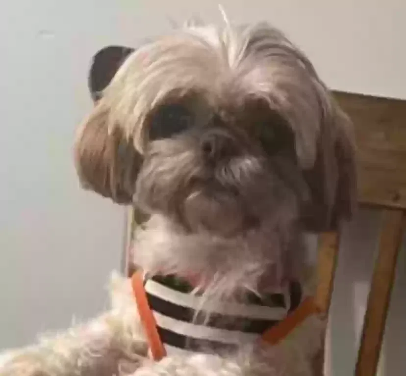 Lost dog in Winston Salem, NC, 27127