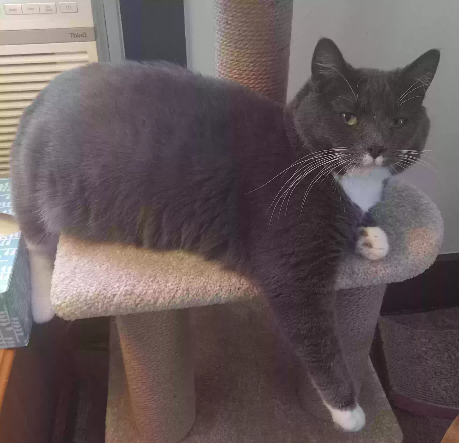 Lost cat in Wisconsin Rapids, WI, 54494