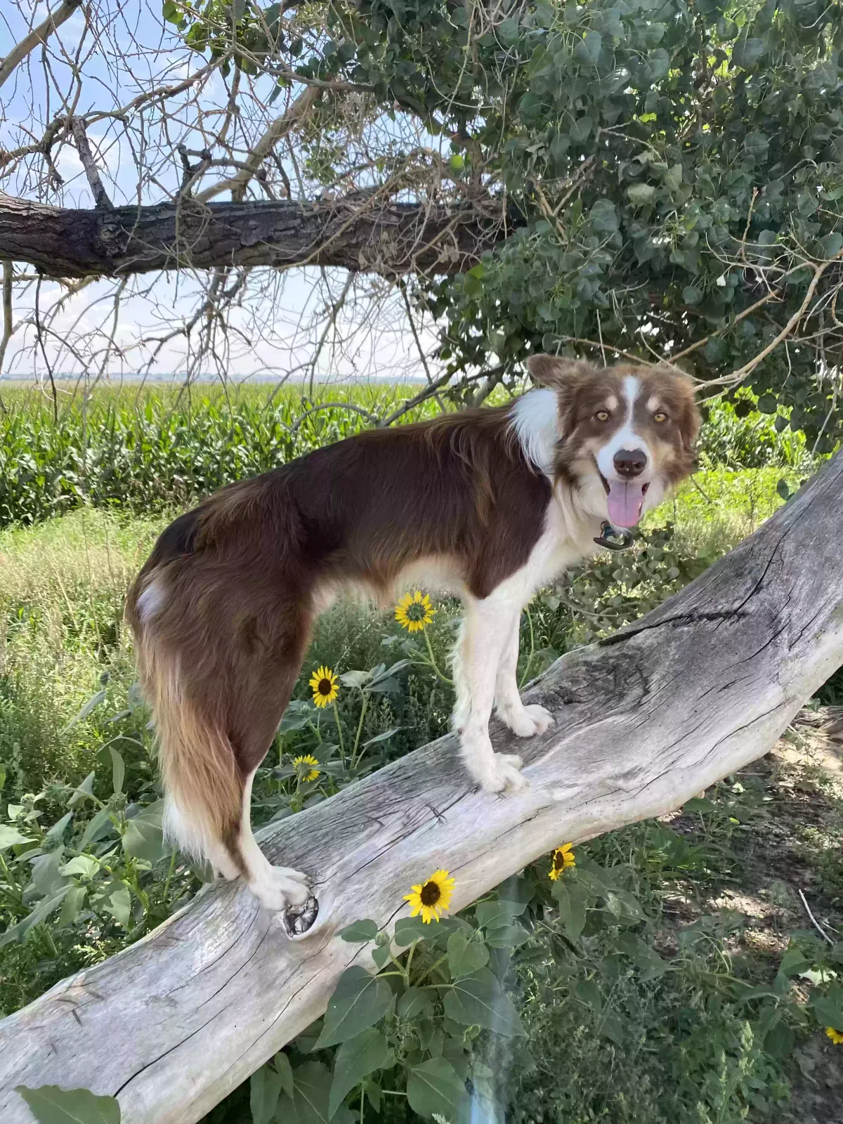 Lost dog in Eaton, CO, 80615