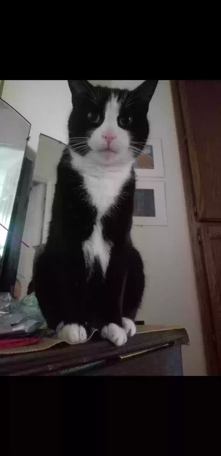 Lost cat in Antelope, CA, 95843