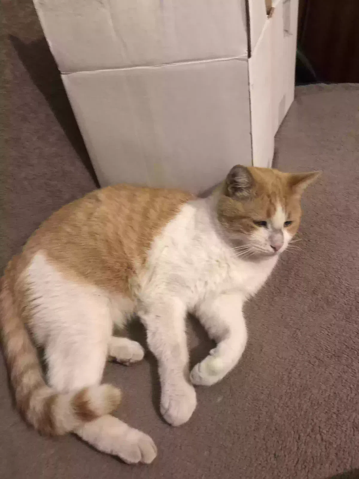 Lost cat in Scottsdale, AZ, 85257