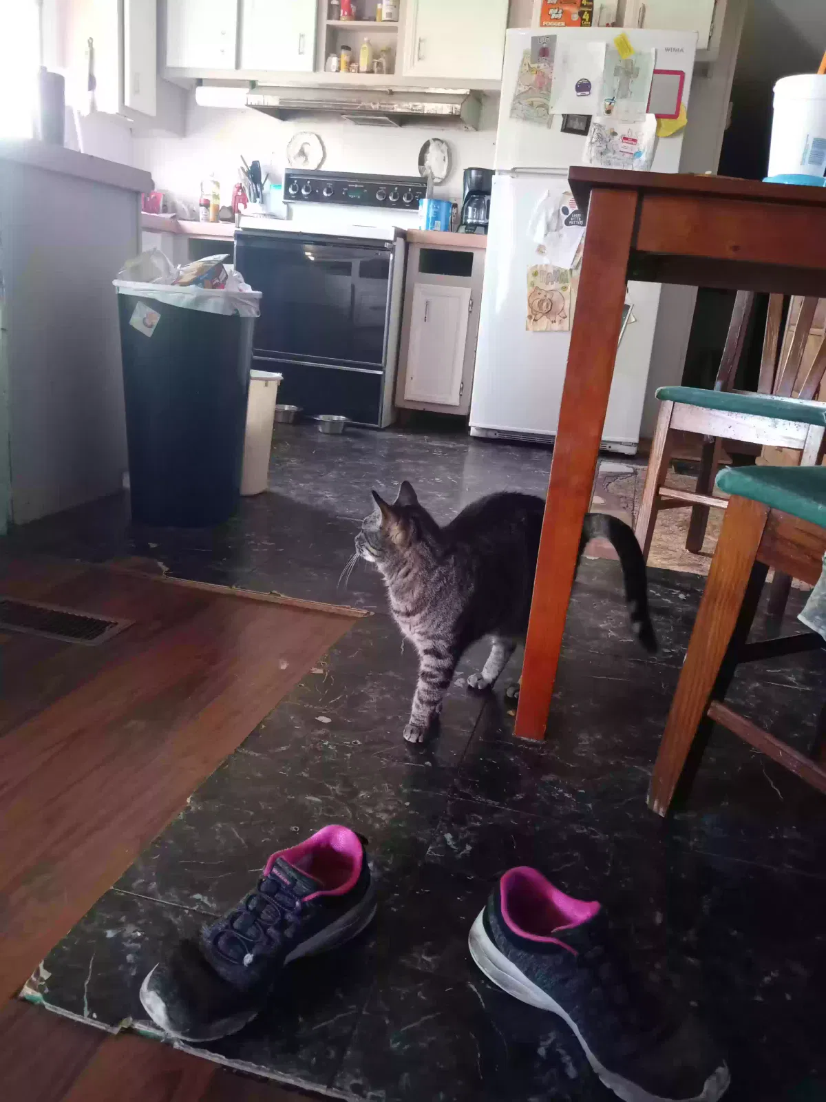 Lost cat in Morganton, NC, 28655