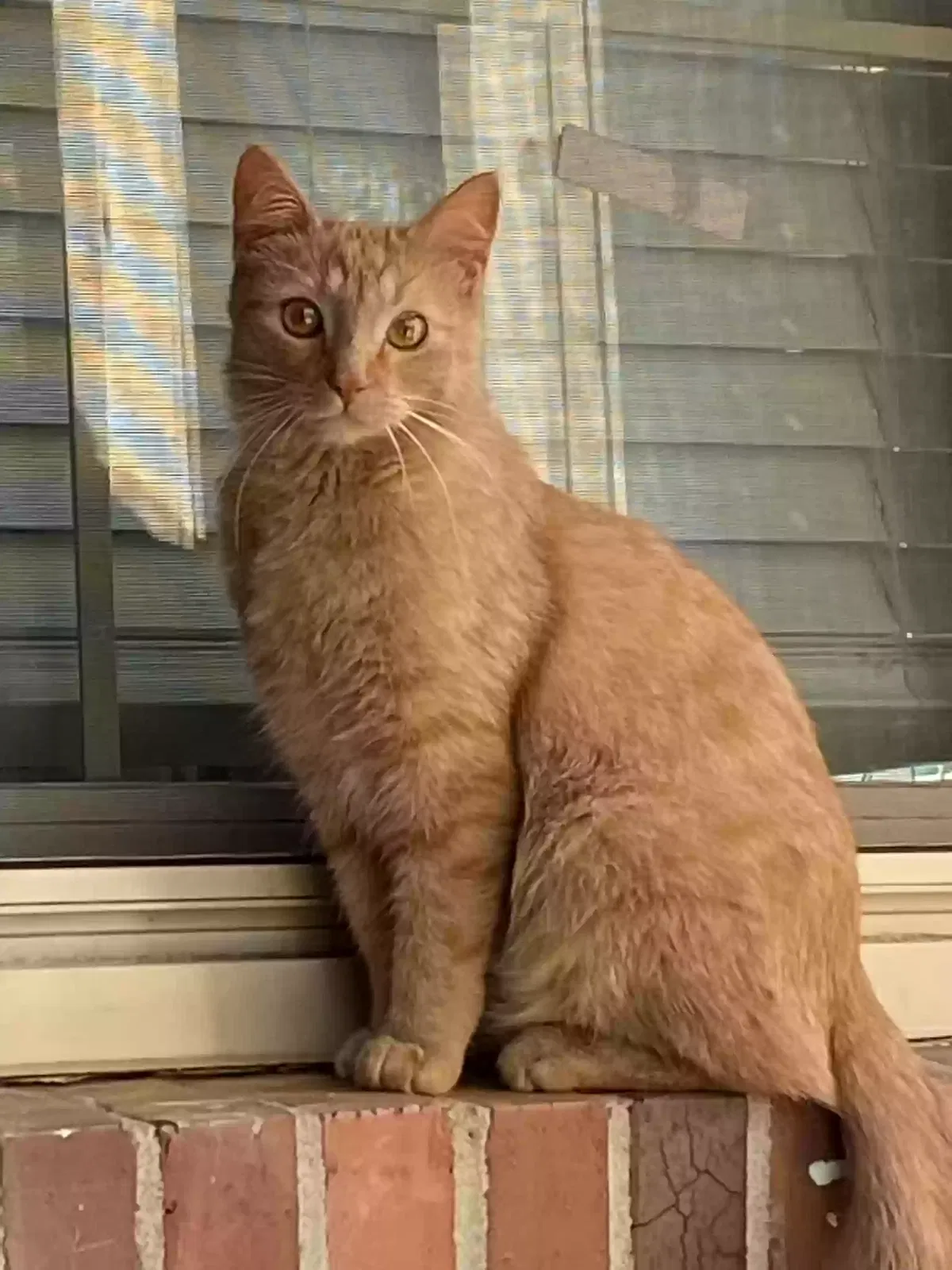 Lost cat in Anderson, SC, 29625