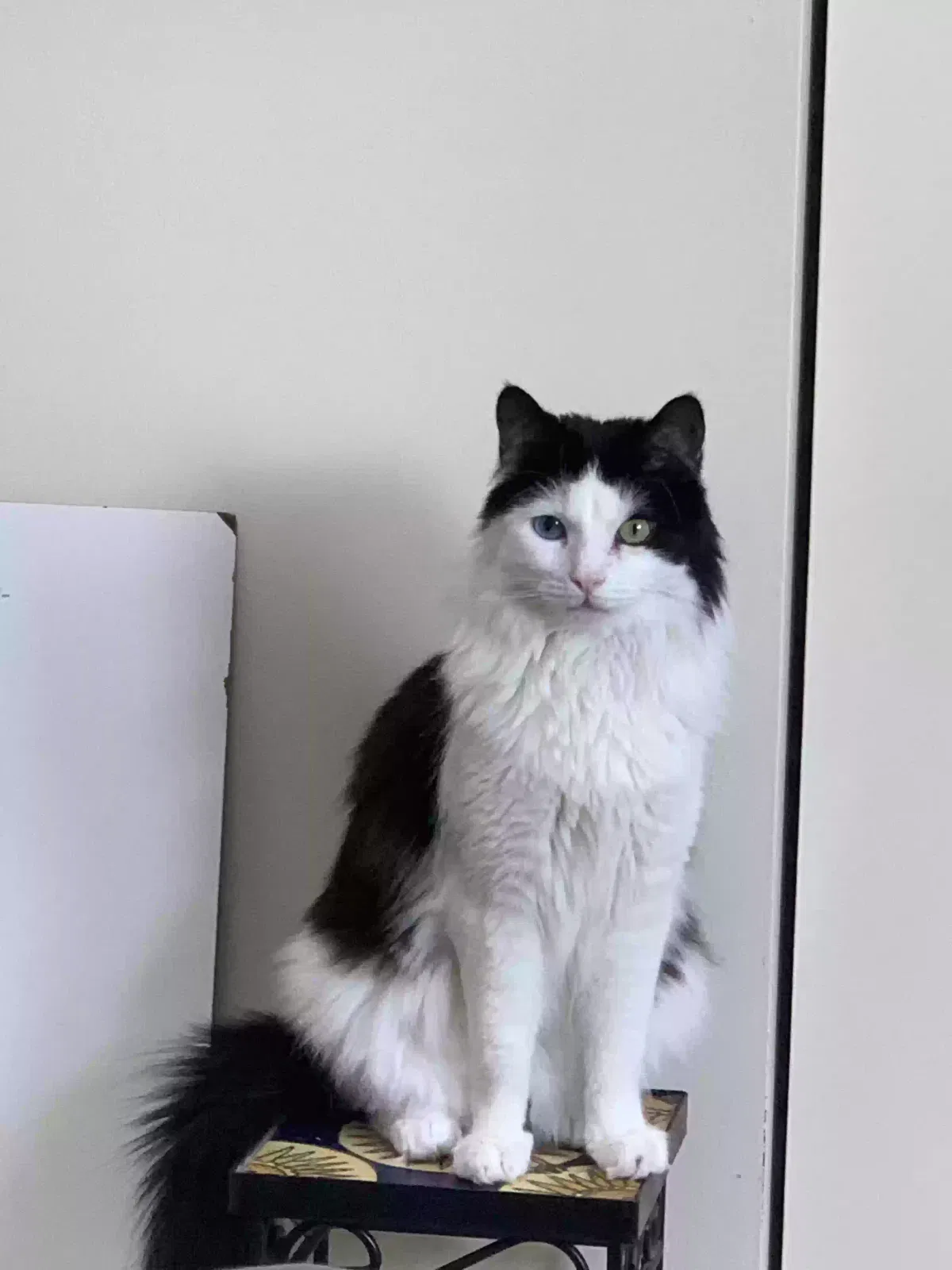 Lost cat in Norfolk, VA, 23513