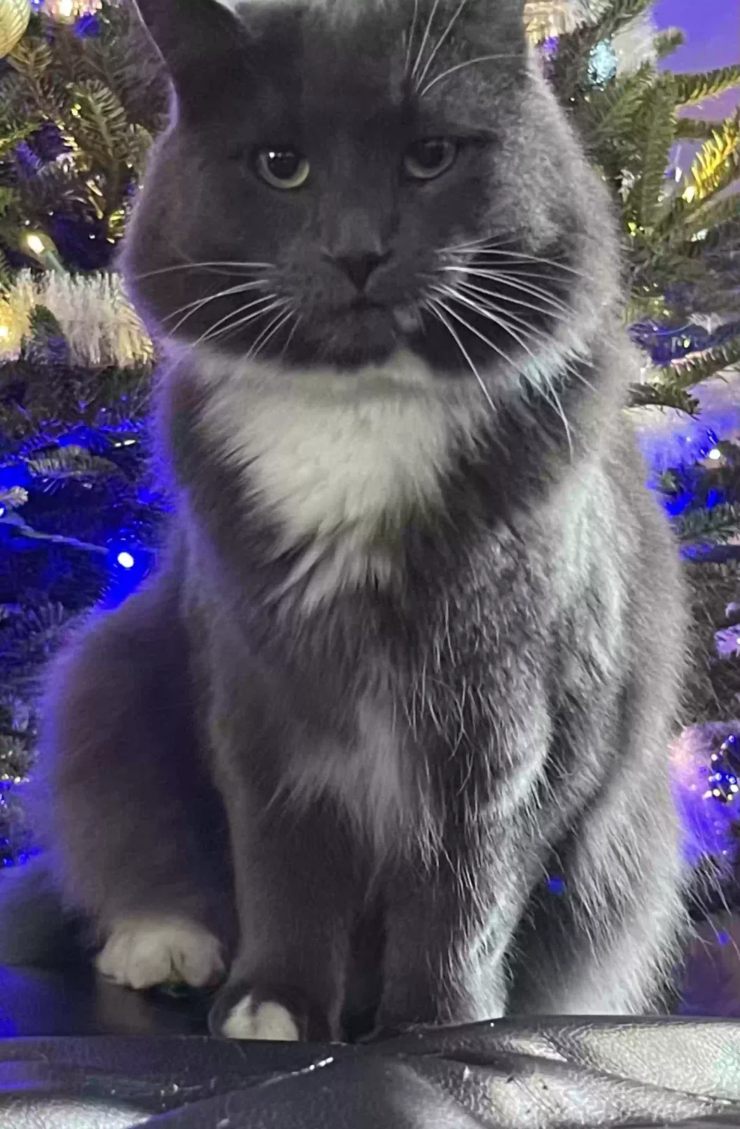 Lost cat in Concord, NH, 3301