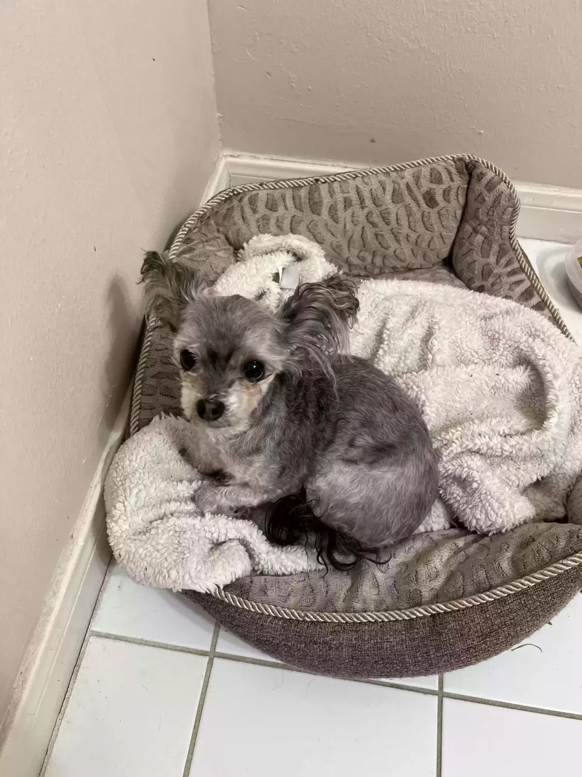 Lost dog in Pearland, TX, 77584