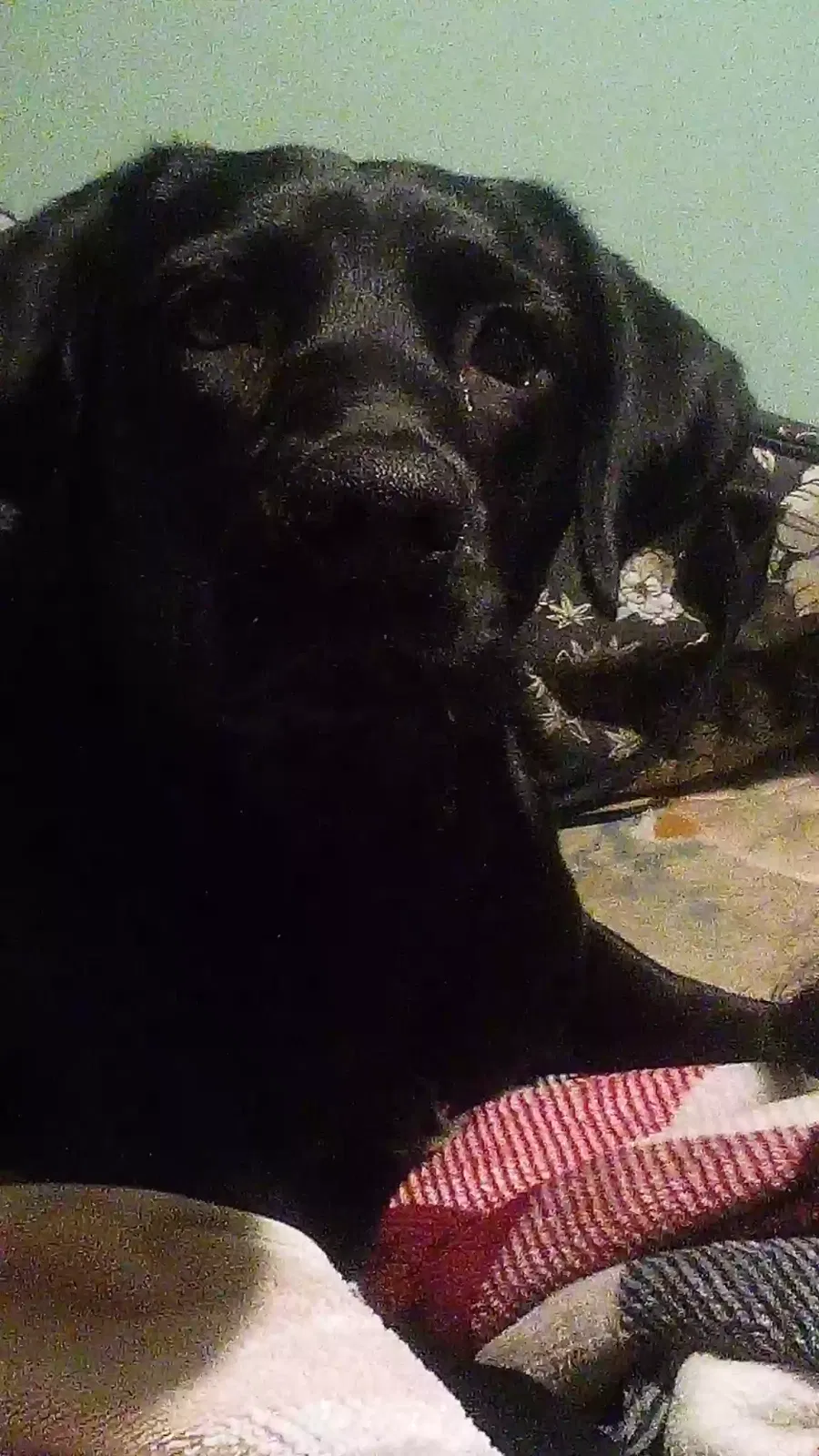 Lost dog in Marbury, AL, 36051