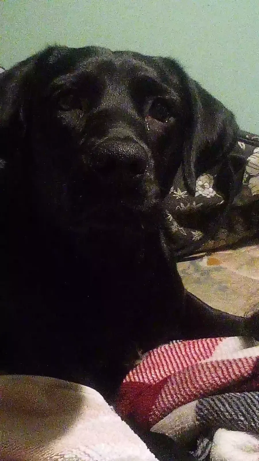 Lost dog in Marbury, AL, 36051