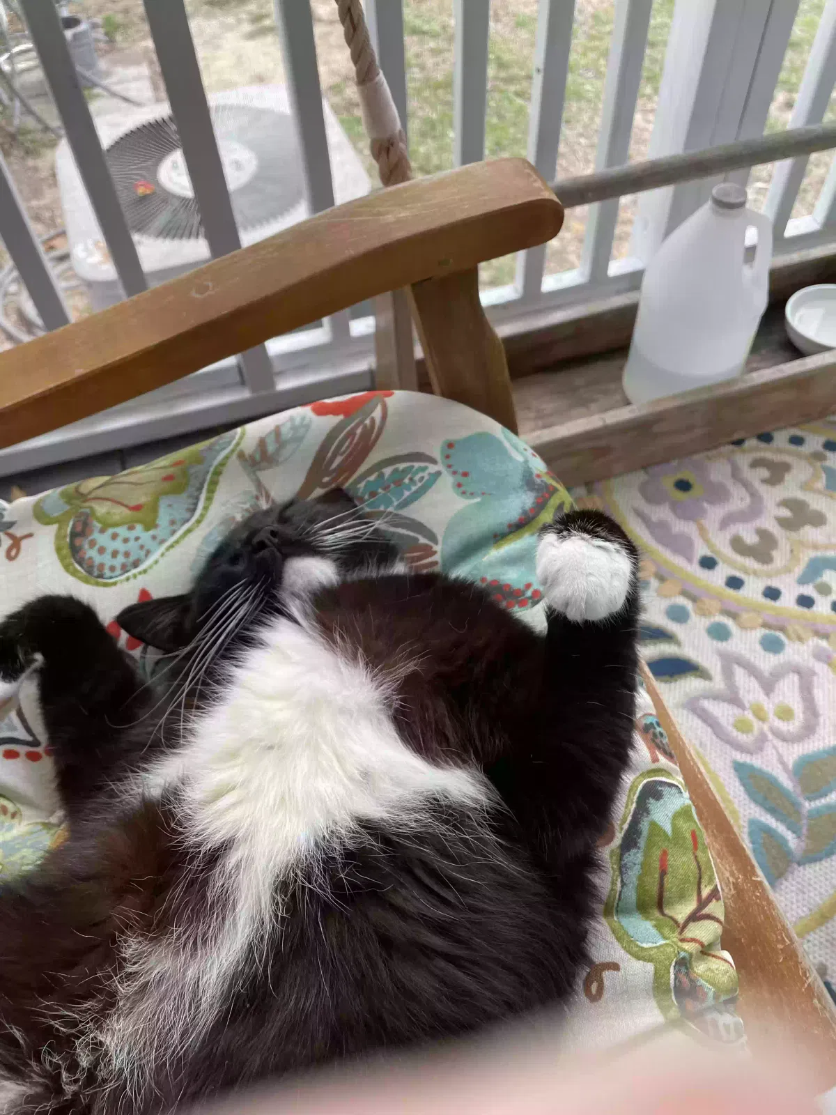 Lost cat in Oak Island, NC, 28465
