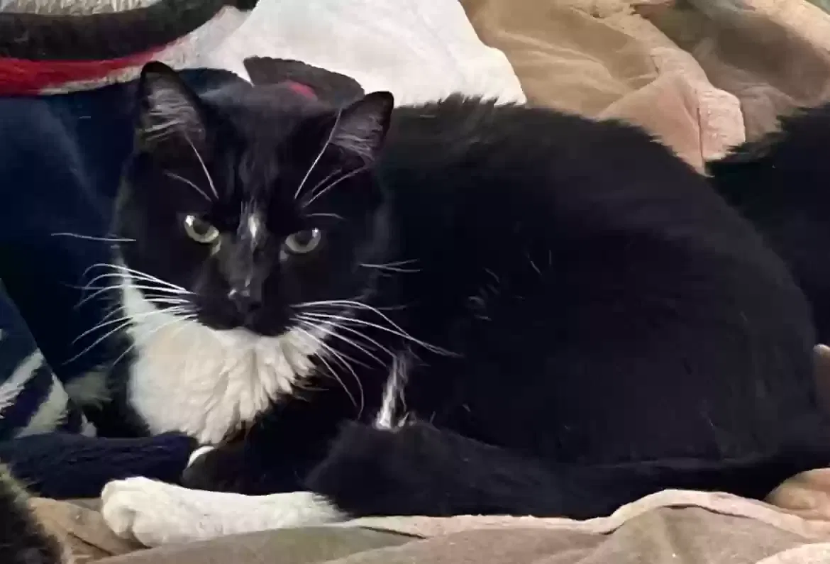 Lost cat in Toms River, NJ, 8753